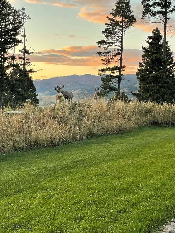 Lush summert lawn.