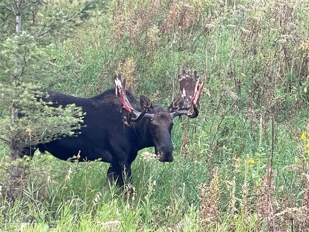 Moose are often spotted nearby.