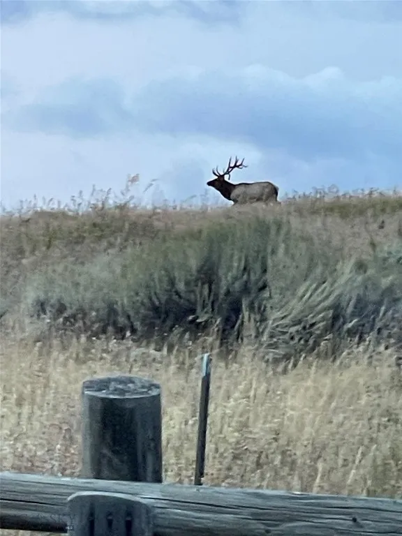 Elk are frequently seen on the property.