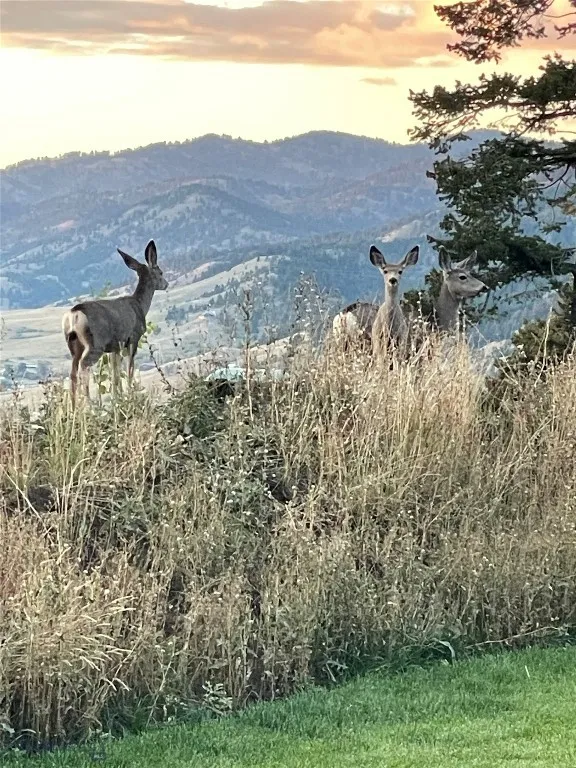 182 Elk Ridge Road, Livingston, Montana 59047, Livingston, Montana 59047, 2 Bedrooms Bedrooms, ,1 BathroomBathrooms,Residential,For Sale,182 Elk Ridge Road, Livingston, Montana 59047,0,408873