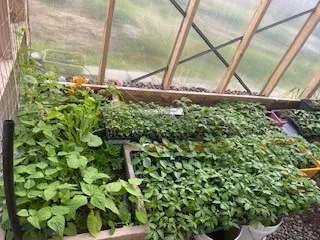 Greenhouse
