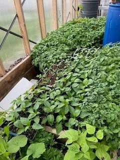 Greenhouse