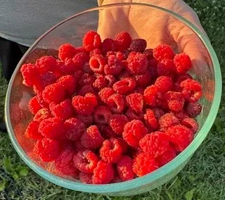 Raspberries harvested on the property
