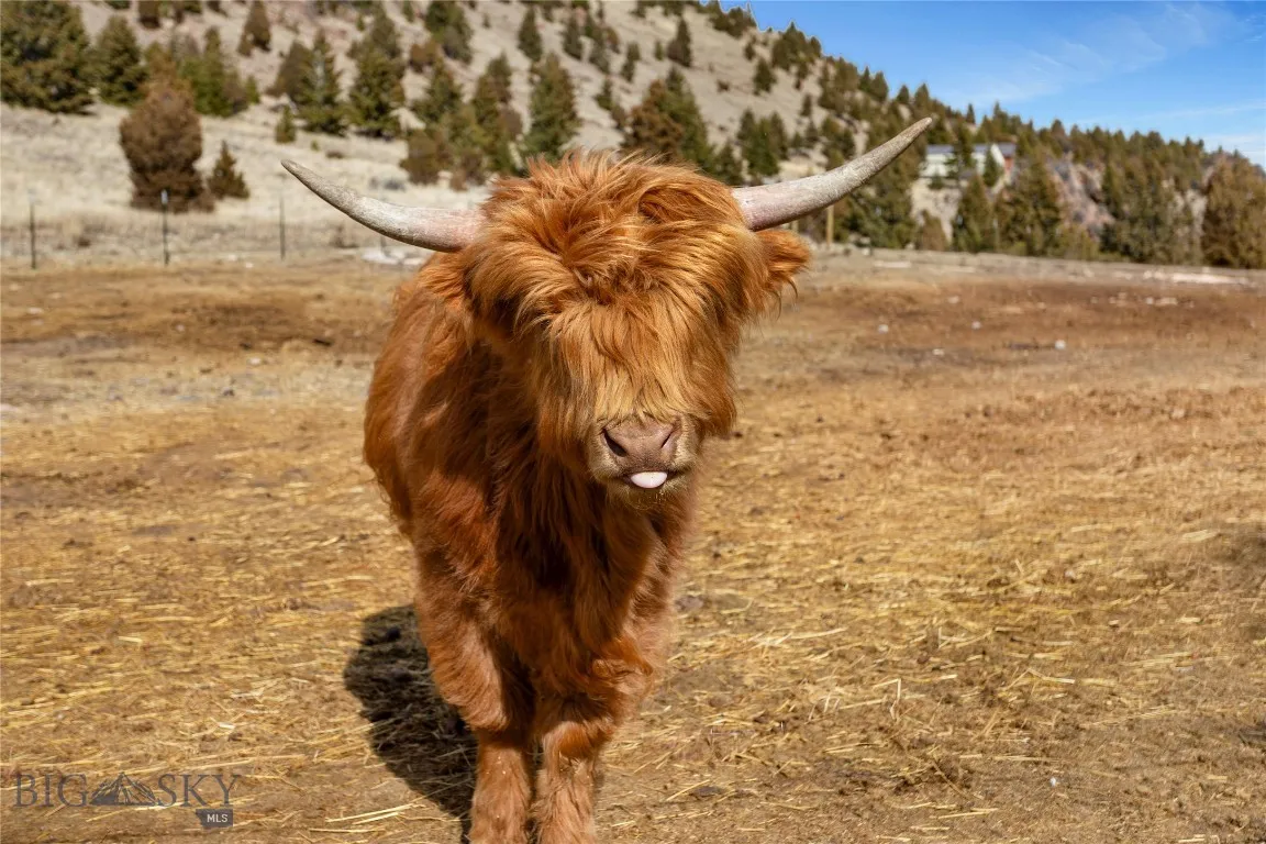 960 Tenderfoot Trail, Ramsay, Montana 59748, Ramsay, Montana 59748, 4 Bedrooms Bedrooms, ,3 BathroomsBathrooms,Residential,For Sale,960 Tenderfoot Trail, Ramsay, Montana 59748,0,409223