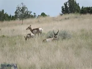 Abundant Wildlife
