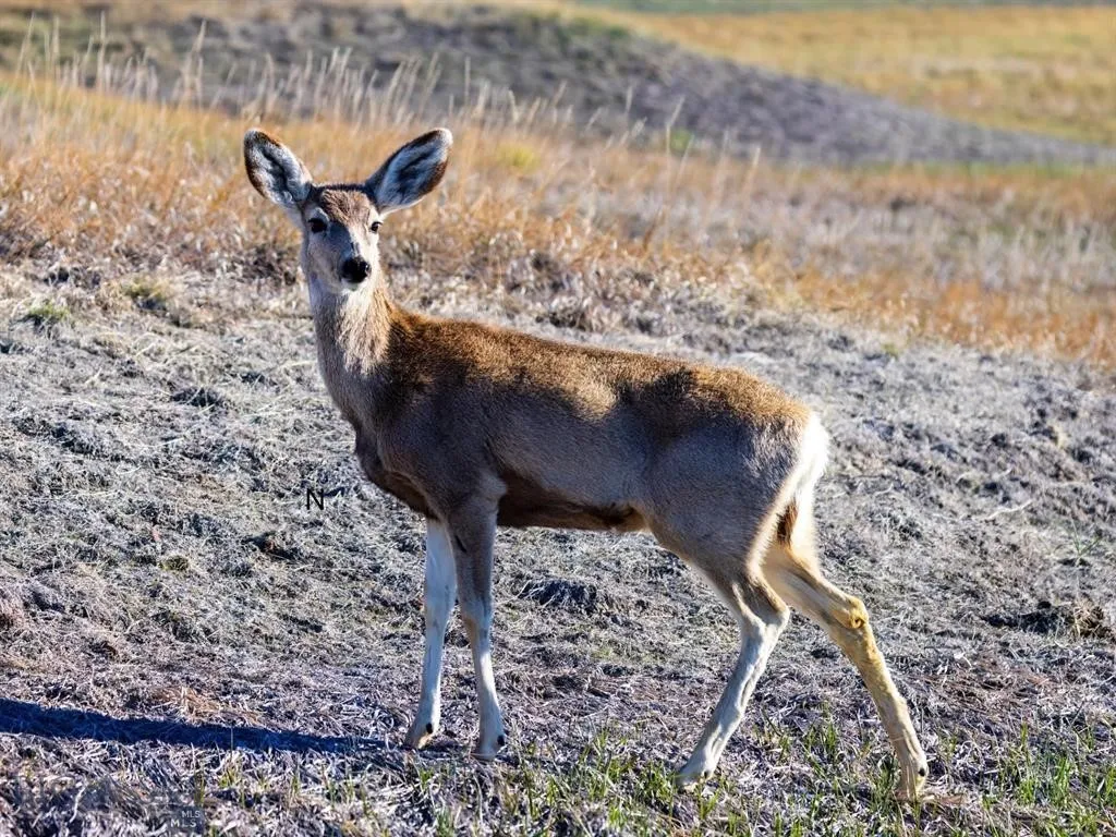 157 Yarrow Lane, Manhattan, Montana 59741, Manhattan, Montana 59741, ,Land,For Sale,157 Yarrow Lane, Manhattan, Montana 59741,0,409247