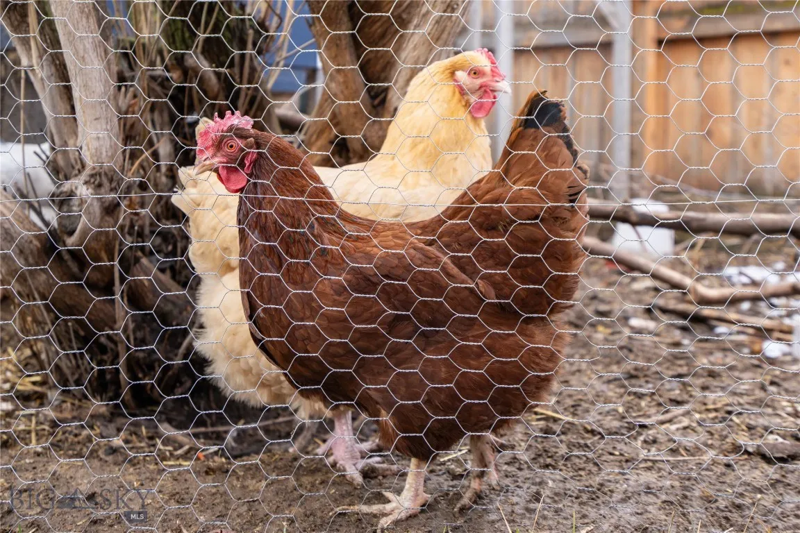 Chicken coop conveys (chickens do not)