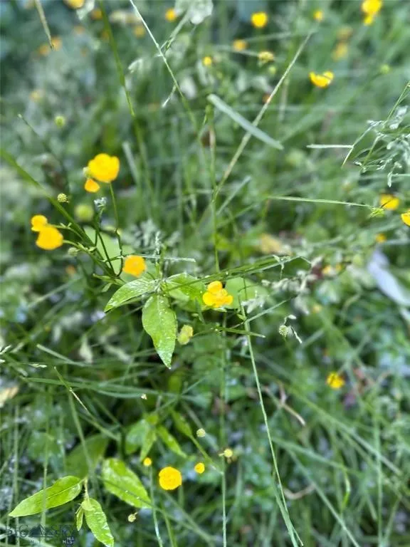 1918 & Tbd Spring Creek Drive, Bozeman, Montan, Bozeman, Montana 59715, 4 Bedrooms Bedrooms, ,2 BathroomsBathrooms,Residential,For Sale,1918 & Tbd Spring Creek Drive, Bozeman, Montan,0,409414