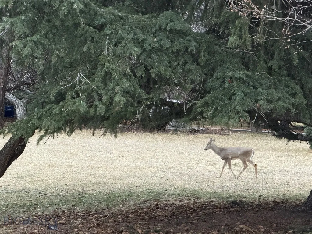 1918 & Tbd Spring Creek Drive, Bozeman, Montan, Bozeman, Montana 59715, 4 Bedrooms Bedrooms, ,2 BathroomsBathrooms,Residential,For Sale,1918 & Tbd Spring Creek Drive, Bozeman, Montan,0,409414