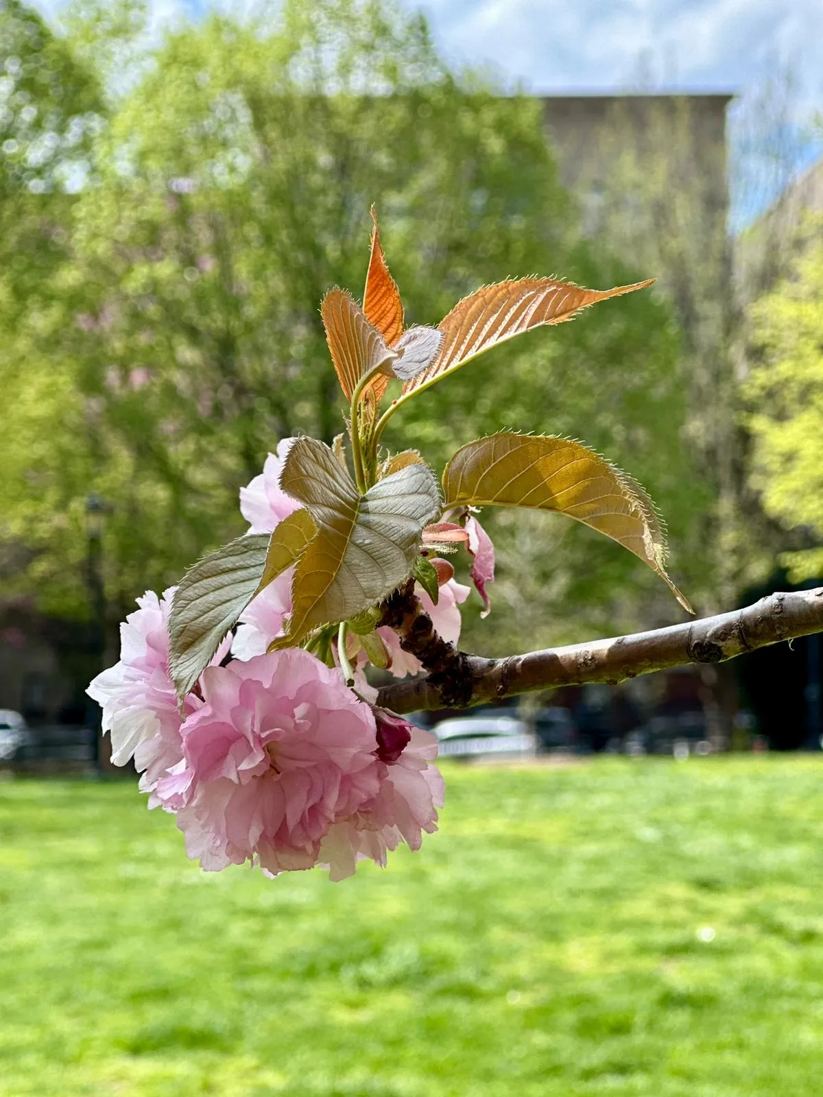 299 East 161st Street, Newyorkcity, New York 10451, 2 Rooms Rooms,1 BathroomBathrooms,Residential Lease,For Rent,161st,RLS10973045 299 East 161st Street, Newyorkcity, New York 10451, 2 Rooms Rooms,1 BathroomBathrooms,Residential Lease,For Rent,161st,RLS10973045