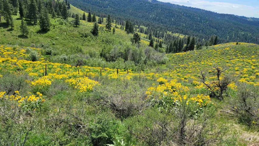 2488 Lappin Lane, Council, Idaho 83612