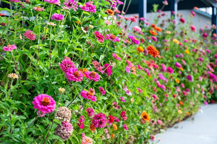 Extensive perennial flower garden featuring a variety of multi-colored zinnia blooms, vibrant green foliage, and concrete hardscaping