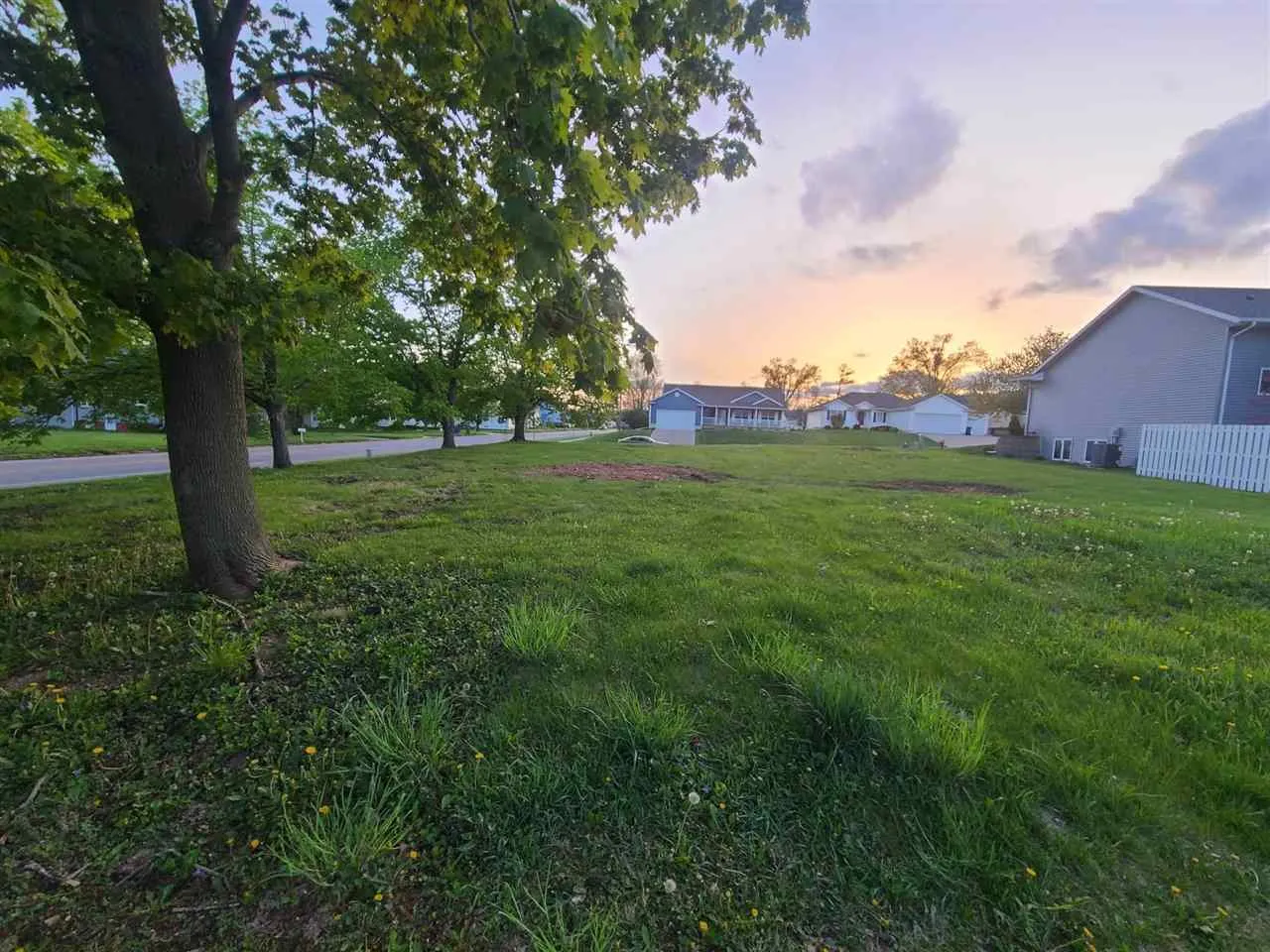 Large Mature Oak Trees