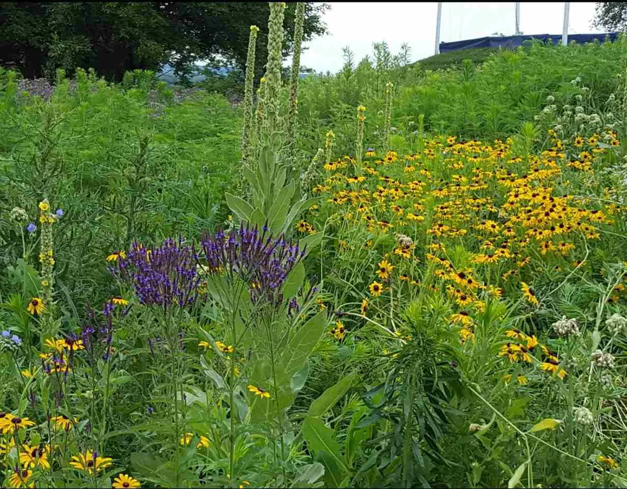 Wildflower landscaping